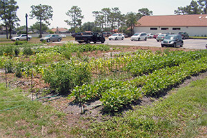 Community Garden - 2006